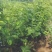 甜脆柿子苗品种保证免费提供种植技术指导