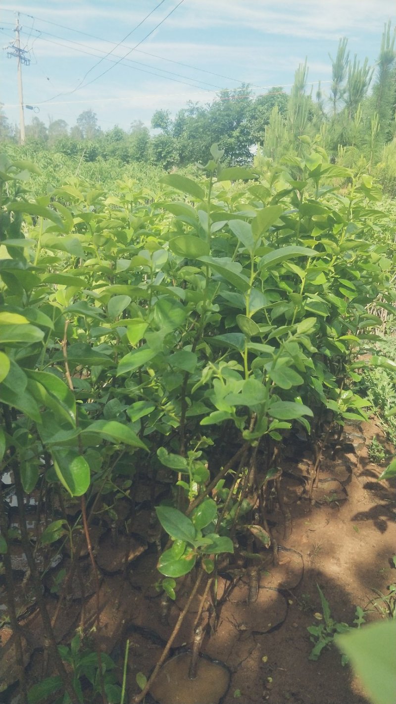 甜脆柿子苗品种保证免费提供种植技术指导