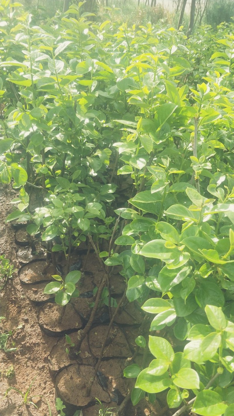 甜脆柿子苗品种保证免费提供种植技术指导