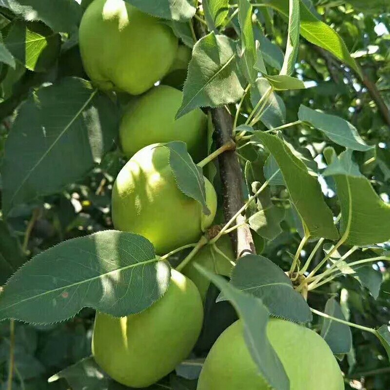 翠冠梨，江阴市月城翠冠梨