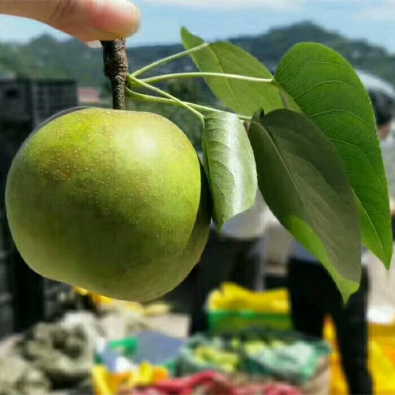 翠冠梨，江阴市月城翠冠梨