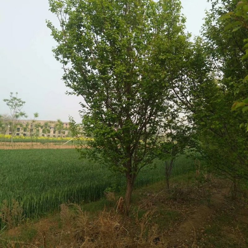 山杏树
