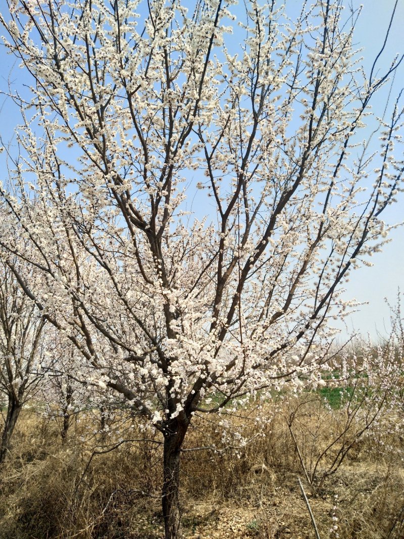 山杏树