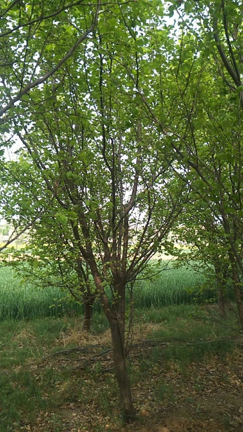 山杏树