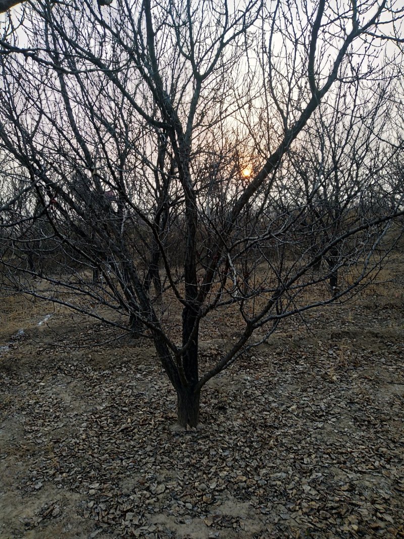 山杏树