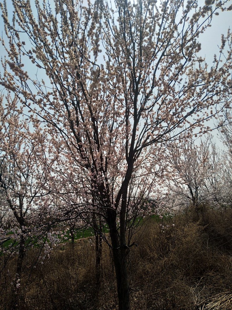 山杏树