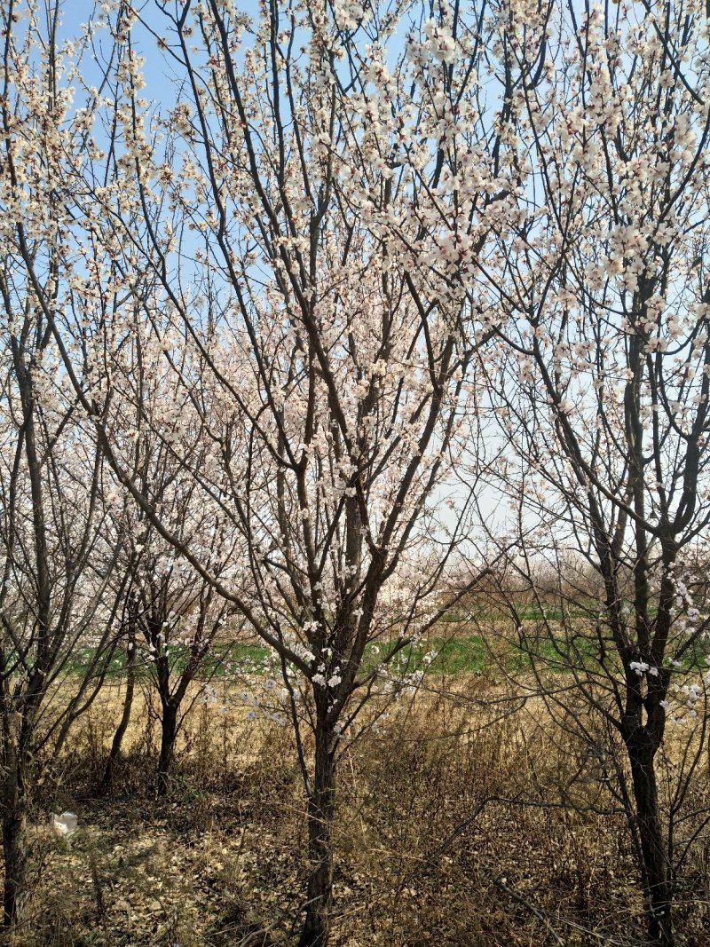 山杏树