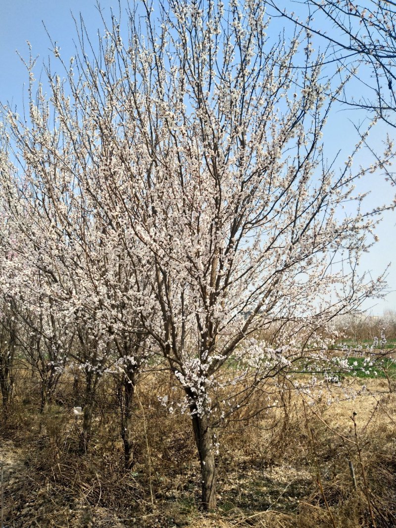 山杏树