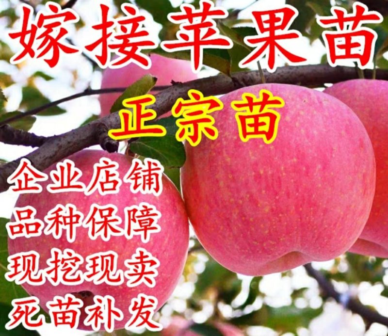 冰糖心苹果苗南北方种植包品种包活