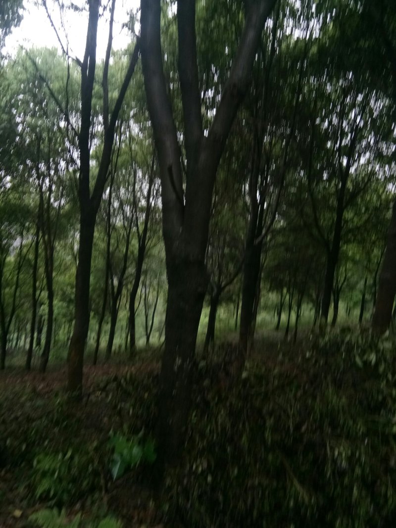 苗圃供应香樟胸径3到28公分，有需要的请联系我