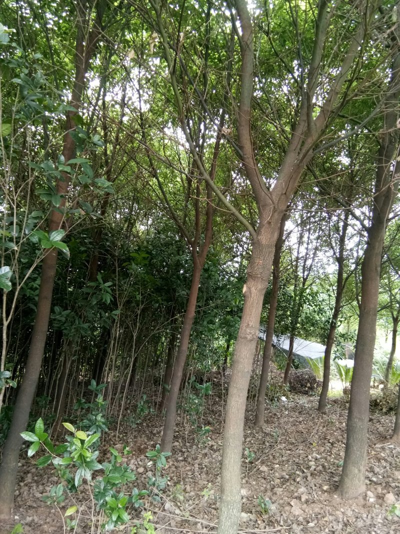 苗圃供应香樟胸径3到28公分，有需要的请联系我