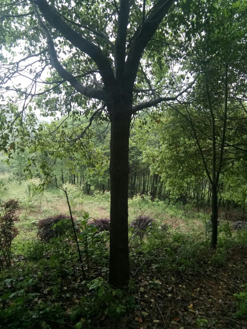 苗圃供应香樟胸径3到28公分，有需要的请联系我