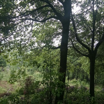 苗圃供应香樟胸径3到28公分，有需要的请联系我