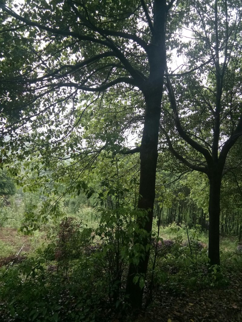 苗圃供应香樟胸径3到28公分，有需要的请联系我