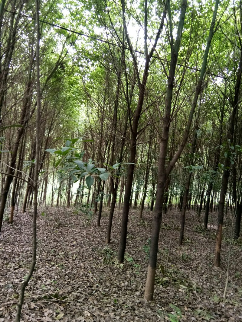 苗圃供应香樟胸径3到28公分，有需要的请联系我