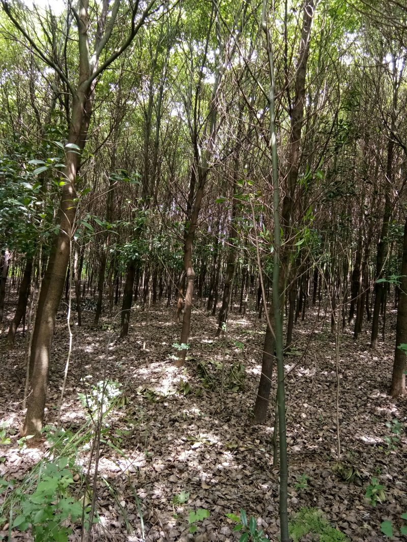 苗圃供应香樟胸径3到28公分，有需要的请联系我
