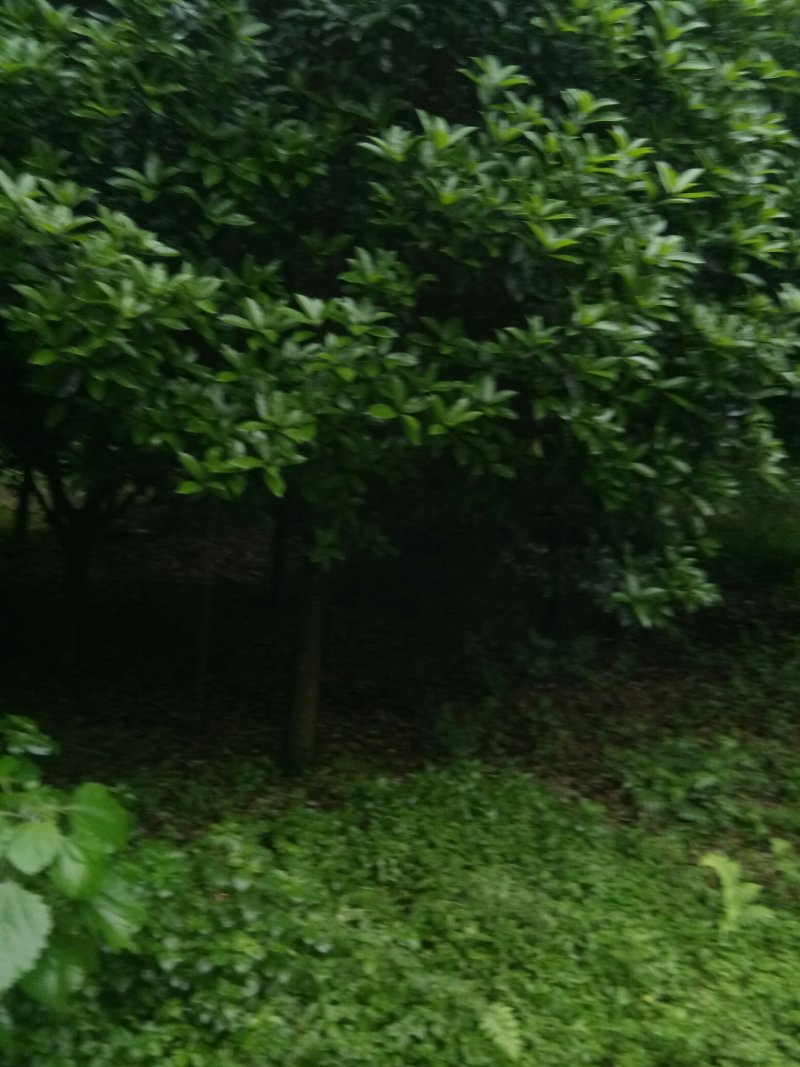 苗圃供应2到20公分的桂花树，自然蒄。欢迎来电。