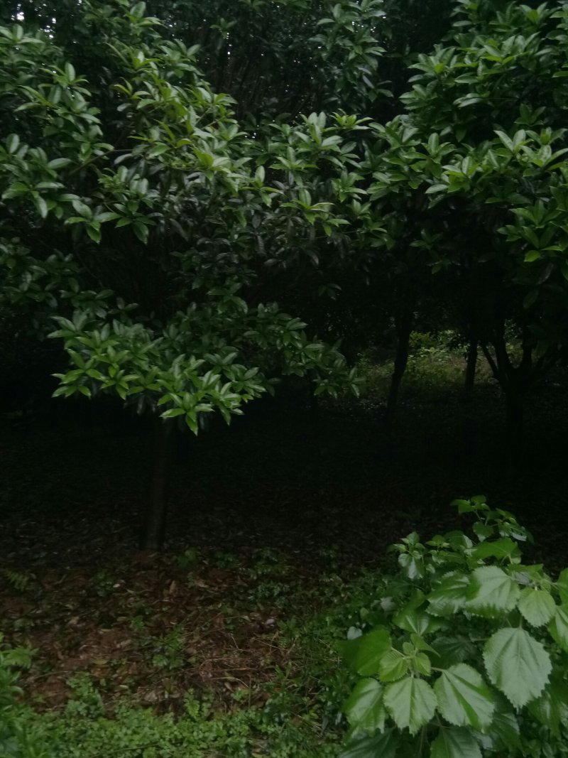 苗圃供应2到20公分的桂花树，自然蒄。欢迎来电。