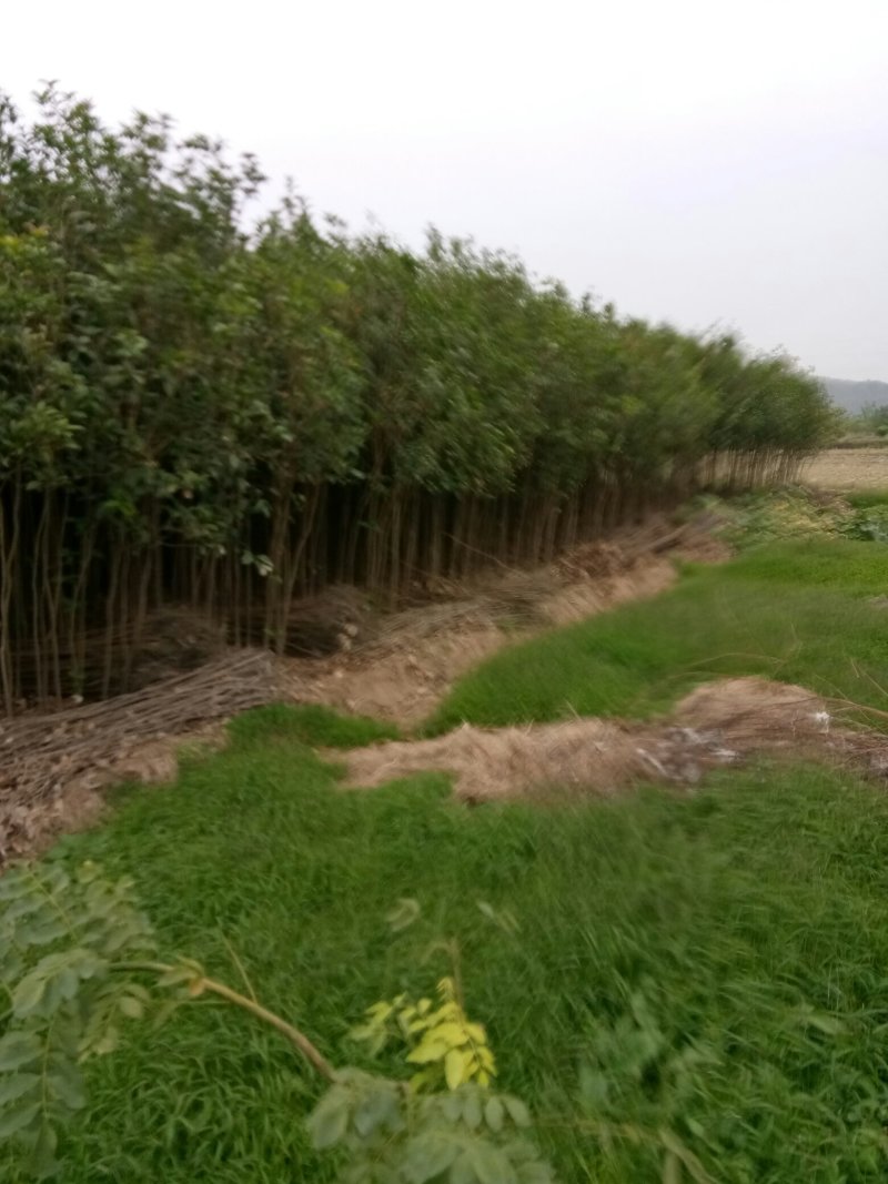 苗圃供应2到20公分的桂花树，自然蒄。欢迎来电。
