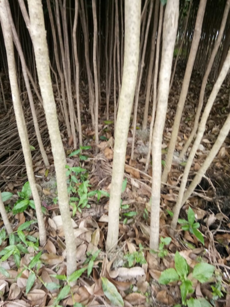 苗圃供应2到20公分的桂花树，自然蒄。欢迎来电。