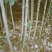 苗圃供应2到20公分的桂花树，自然蒄。欢迎来电。