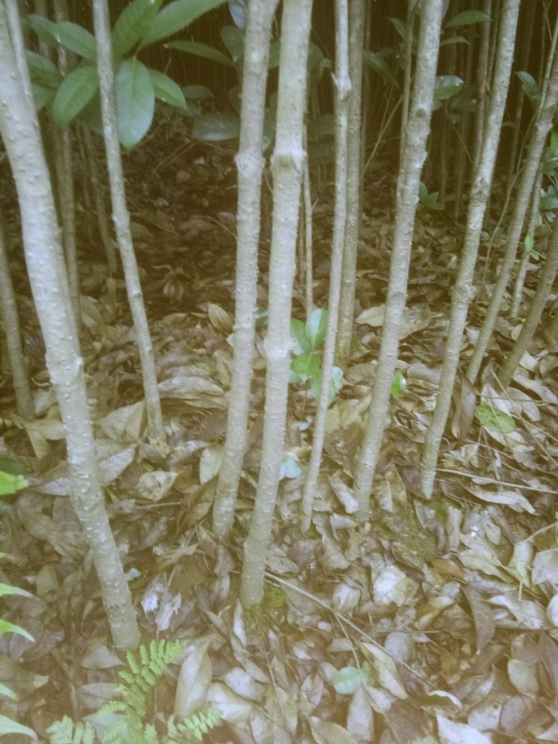 苗圃供应2到20公分的桂花树，自然蒄。欢迎来电。