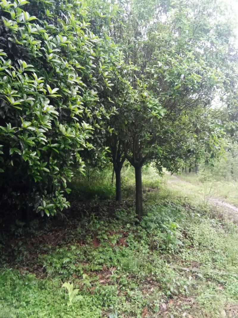 苗圃供应2到20公分的桂花树，自然蒄。欢迎来电。