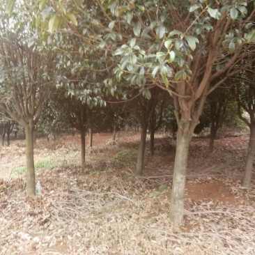 苗圃供应2到20公分的桂花树，自然蒄。欢迎来电。