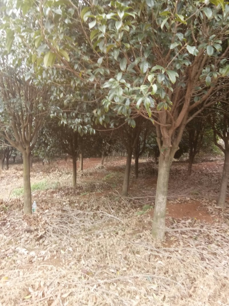 苗圃供应2到20公分的桂花树，自然蒄。欢迎来电。
