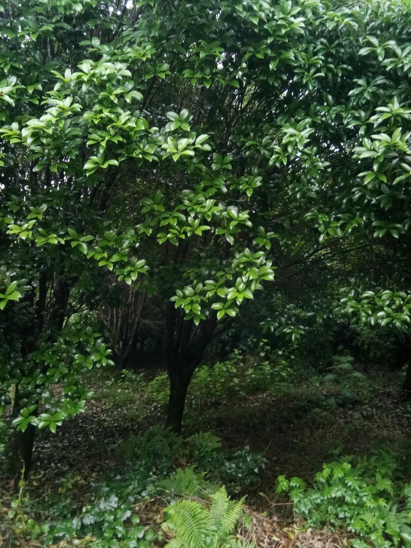 苗圃供应2到20公分的桂花树，自然蒄。欢迎来电。