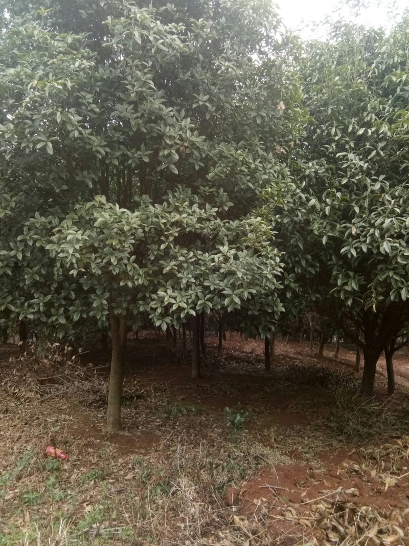 苗圃供应2到20公分的桂花树，自然蒄。欢迎来电。