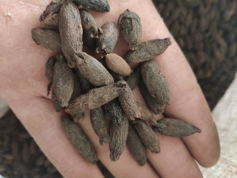 母丁香冷背奇药材，需要联系我货好质量优