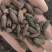 母丁香冷背奇药材,需要联系我货好质量优