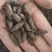 母丁香冷背奇药材,需要联系我货好质量优