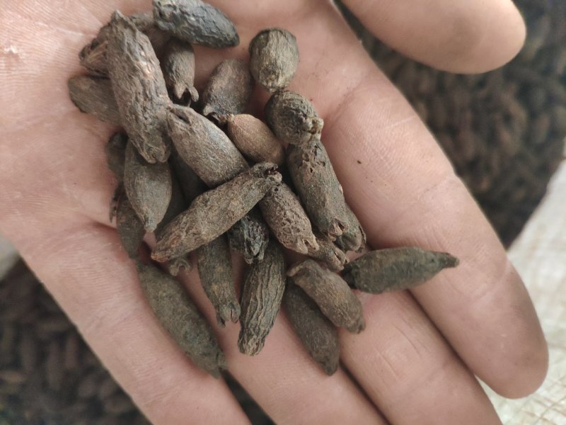 母丁香冷背奇药材，需要联系我货好质量优