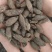 母丁香冷背奇药材,需要联系我货好质量优