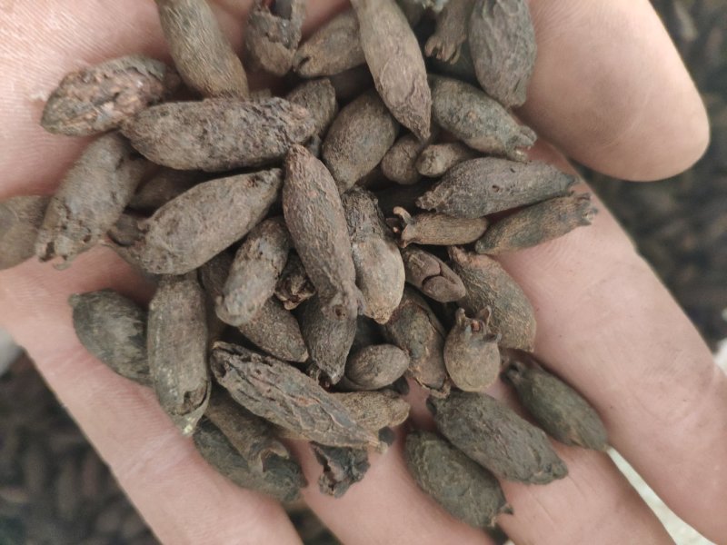 母丁香冷背奇药材，需要联系我货好质量优