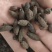 母丁香冷背奇药材,需要联系我货好质量优