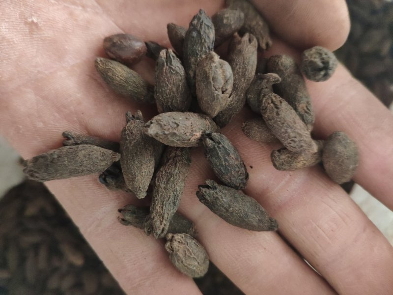 母丁香冷背奇药材，需要联系我货好质量优