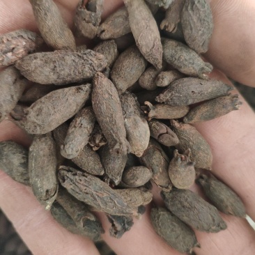 母丁香冷背奇药材,需要联系我货好质量优