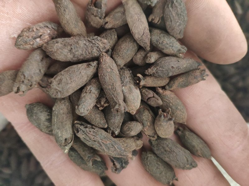 母丁香冷背奇药材，需要联系我货好质量优