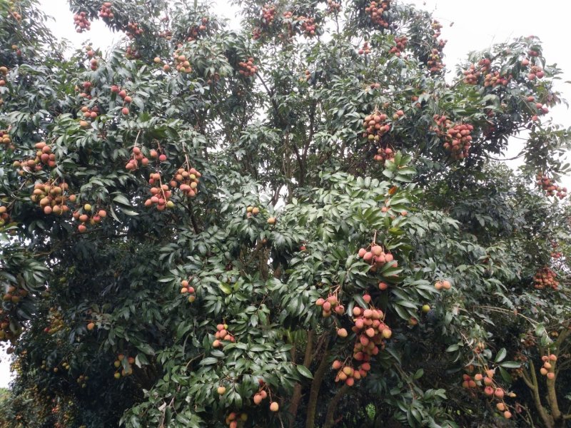 灵山三月红