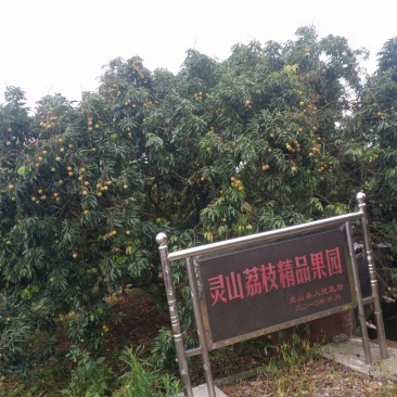 灵山三月红