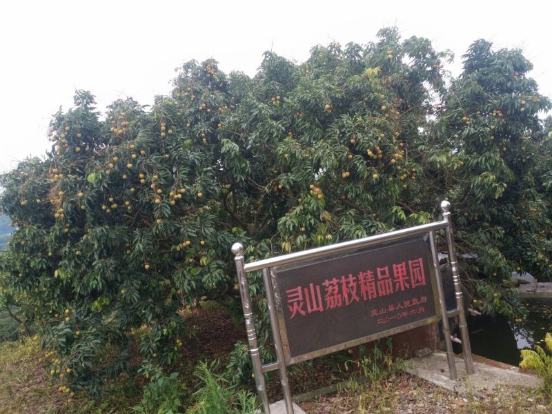 灵山三月红