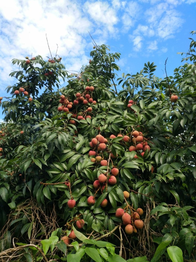 灵山三月红