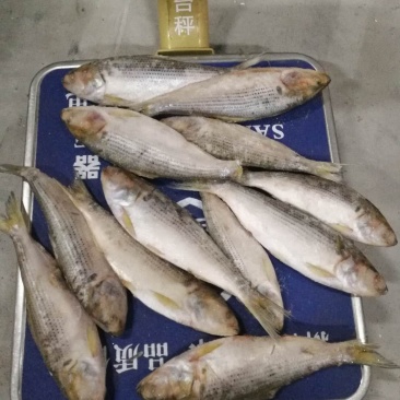 冷冻海鲫鱼(斑鰶)海杂鱼