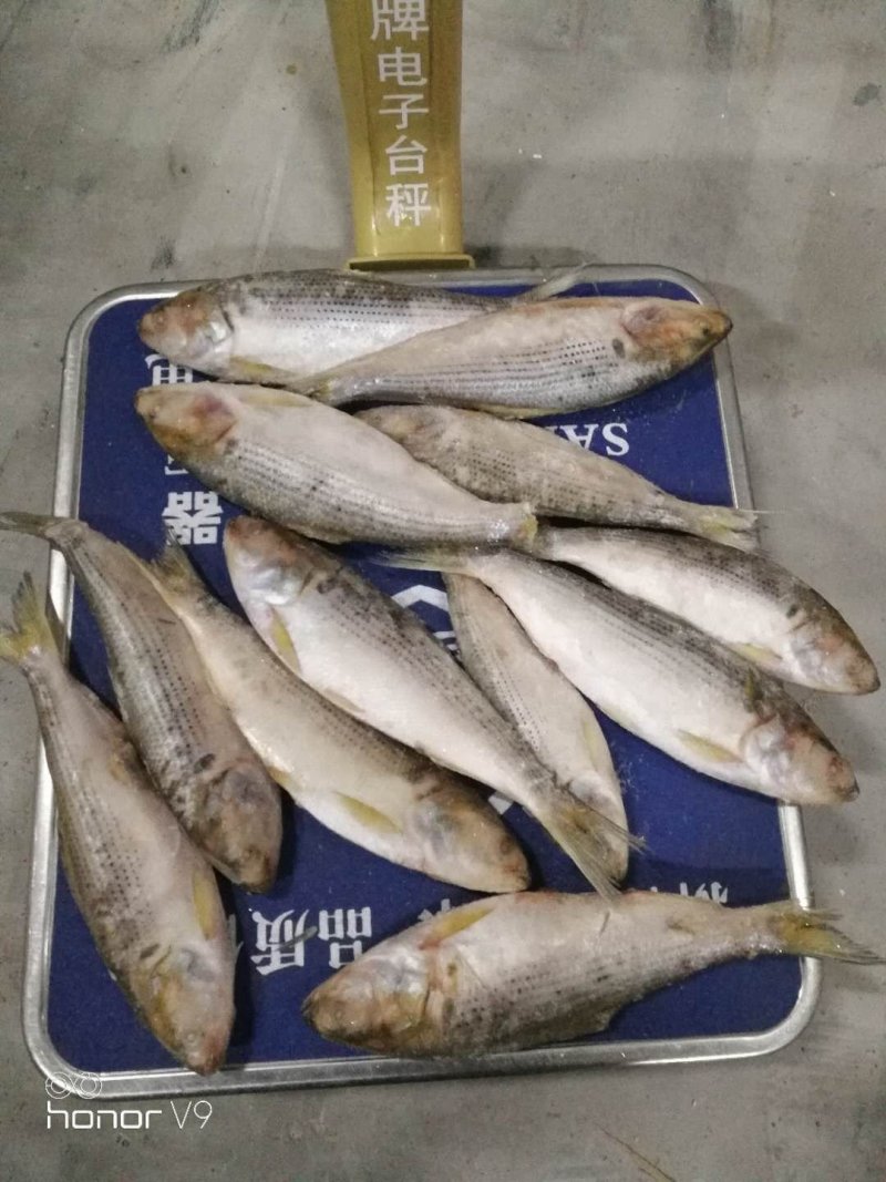 冷冻海鲫鱼(斑鰶)海杂鱼