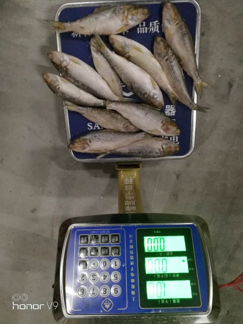 冷冻海鲫鱼(斑鰶)海杂鱼