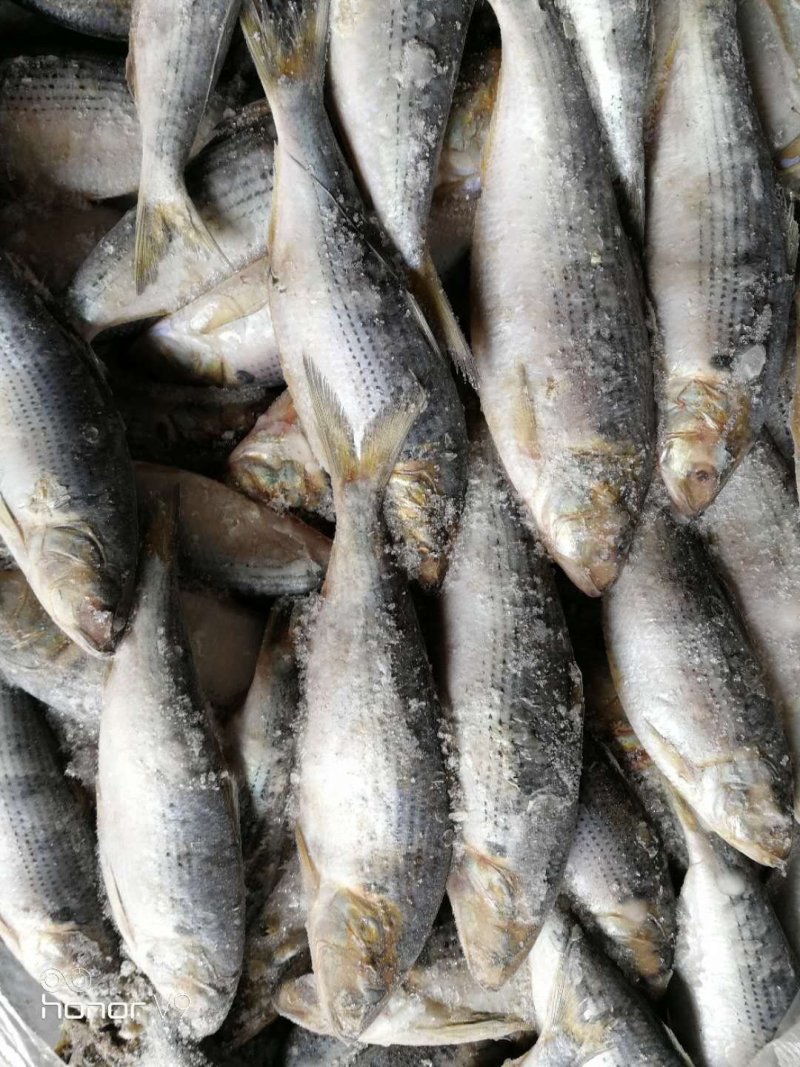 冷冻海鲫鱼(斑鰶)海杂鱼