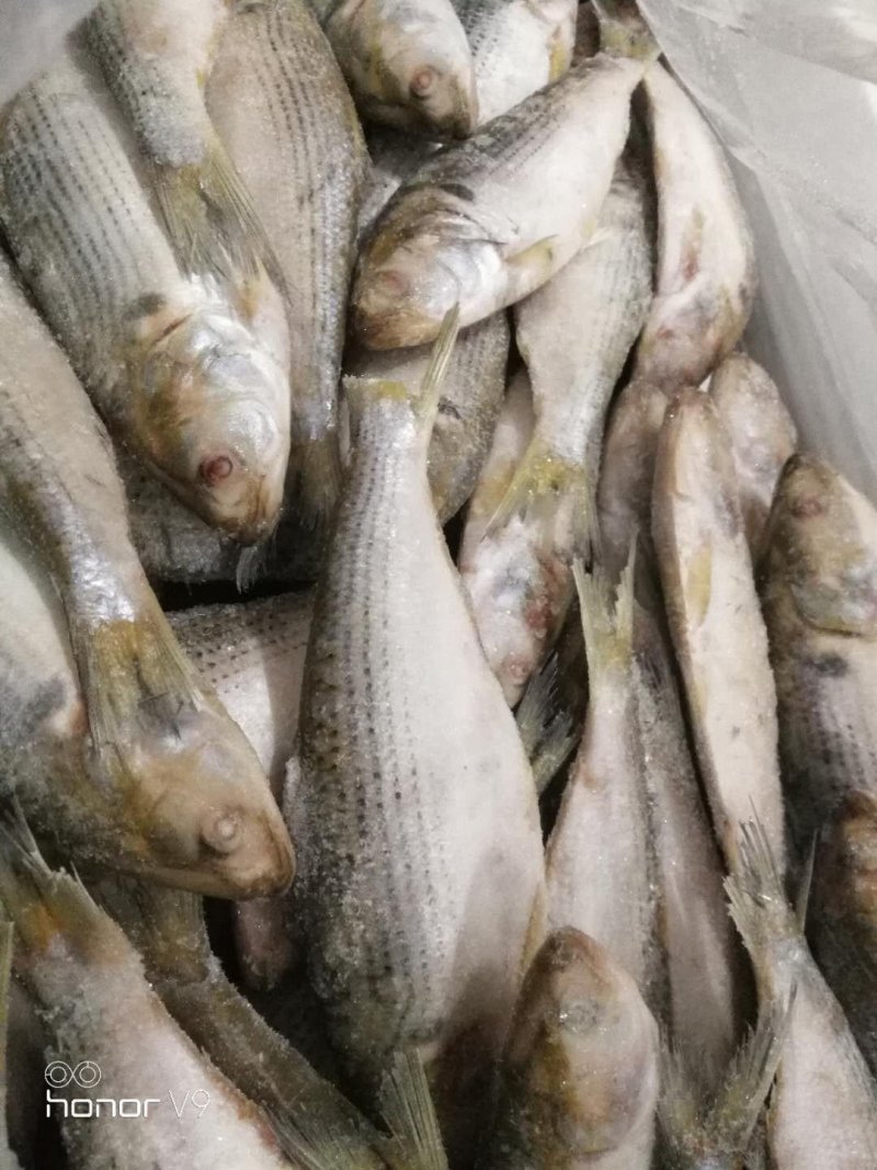冷冻海鲫鱼(斑鰶)海杂鱼